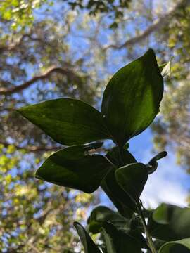 Imagem de Exocarpos luteolus C. N. Forbes