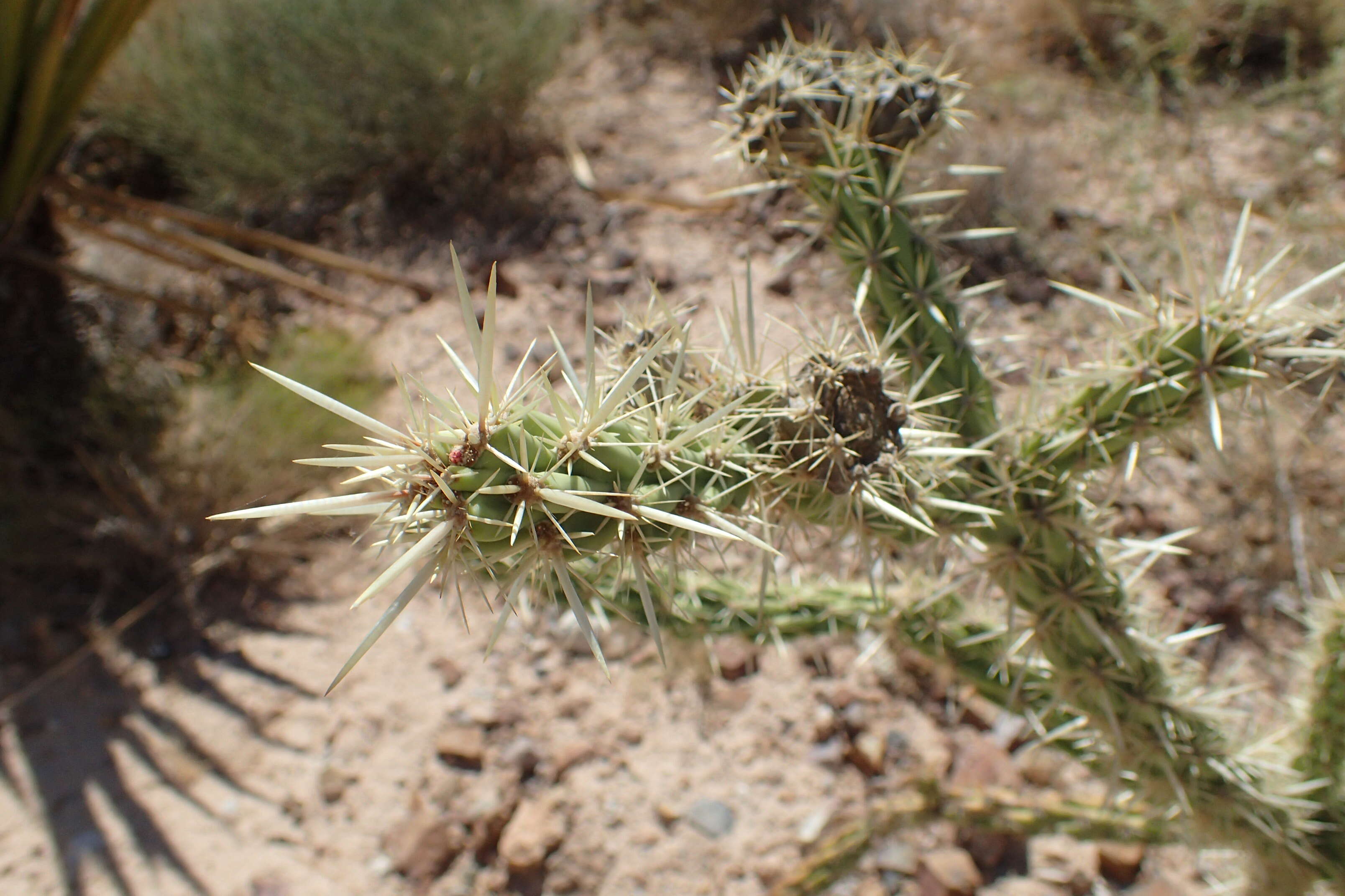 Image de Cylindropuntia acanthocarpa (Engelm. & J. M. Bigelow) F. M. Knuth