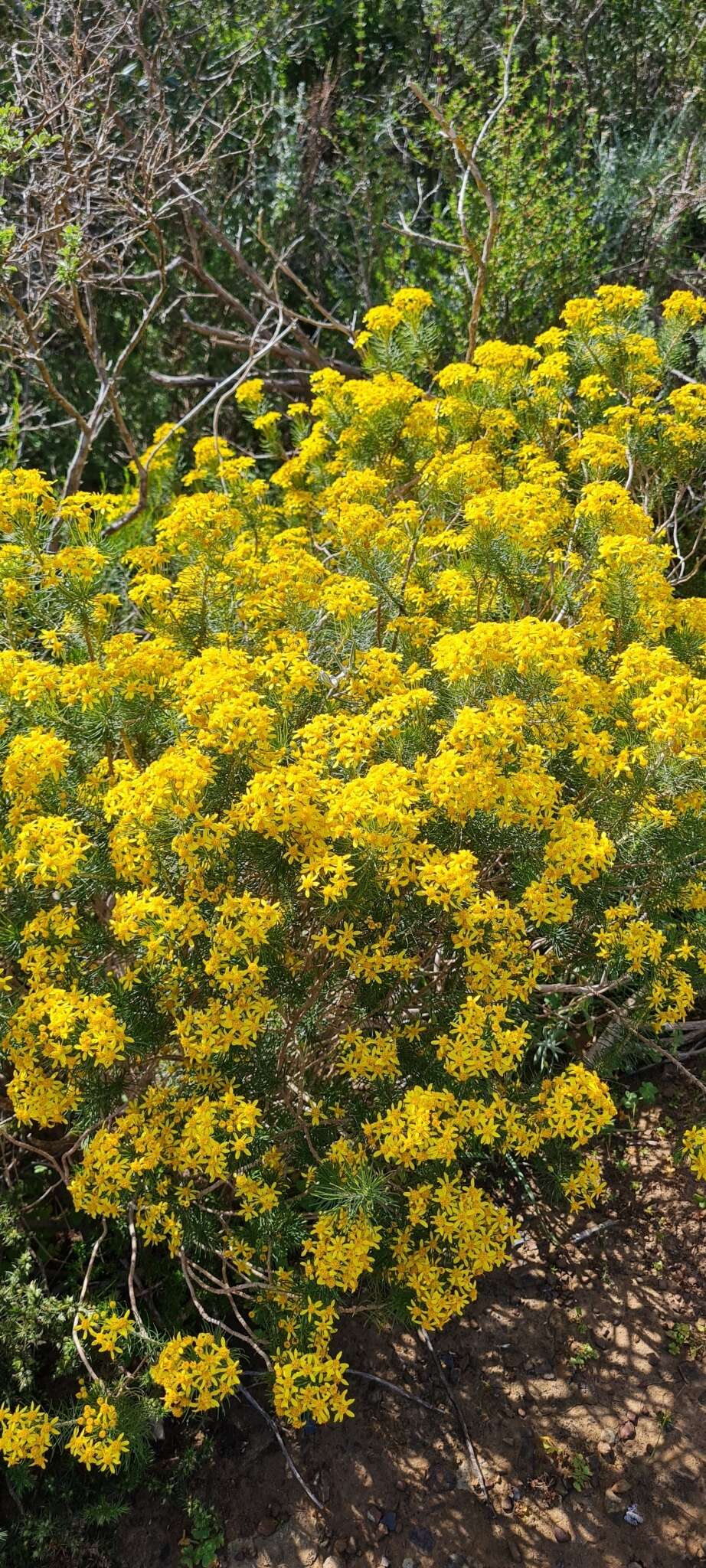 Euryops linifolius (L.) DC. resmi