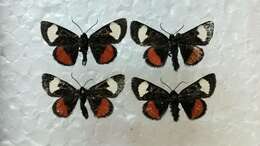 Imagem de Psychomorpha epimenis Drury 1780