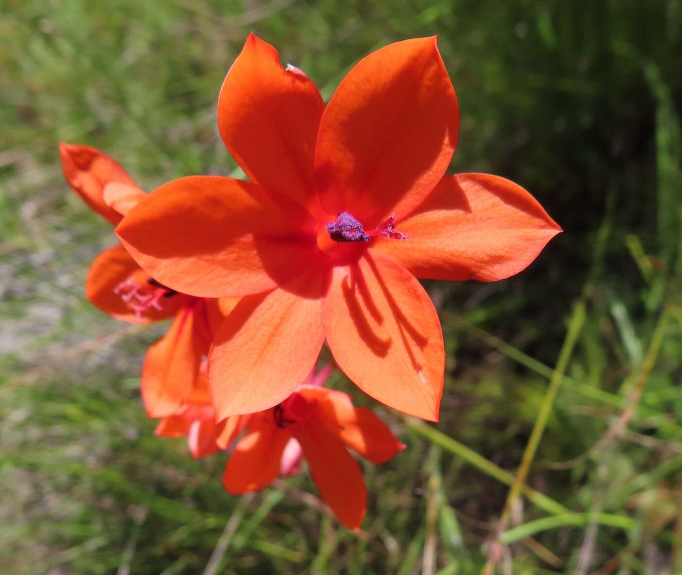 صورة Watsonia stenosiphon L. Bolus