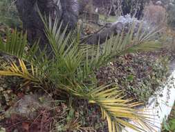 Image de Phoenix canariensis H. Wildpret