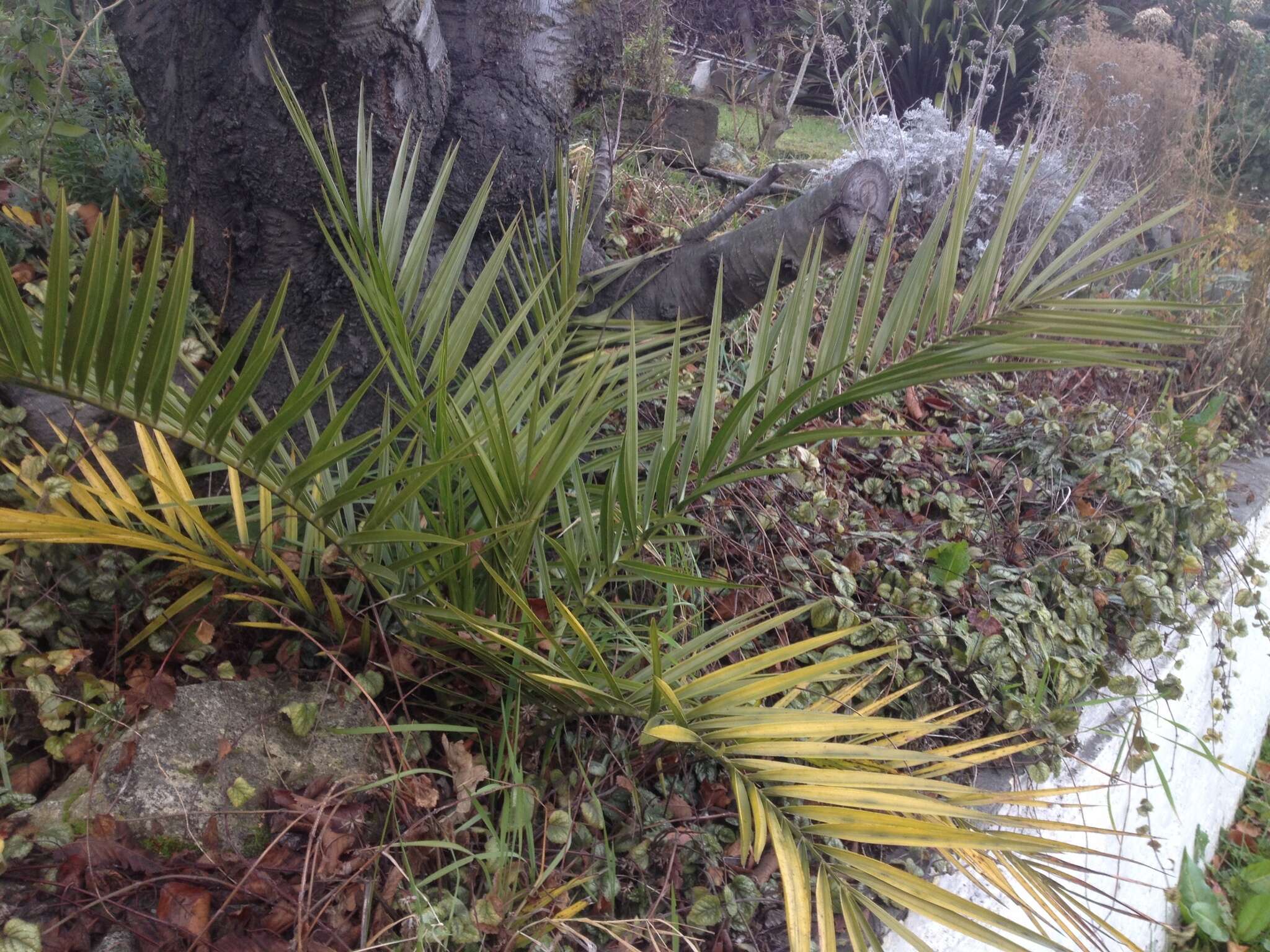 Phoenix canariensis H. Wildpret resmi