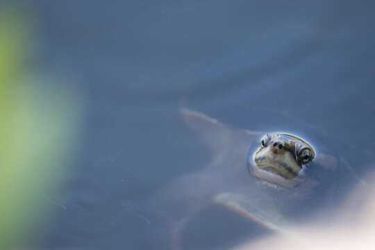 Image of Jardine River Turtle