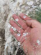 Image de Gypsophila patrinii Ser.