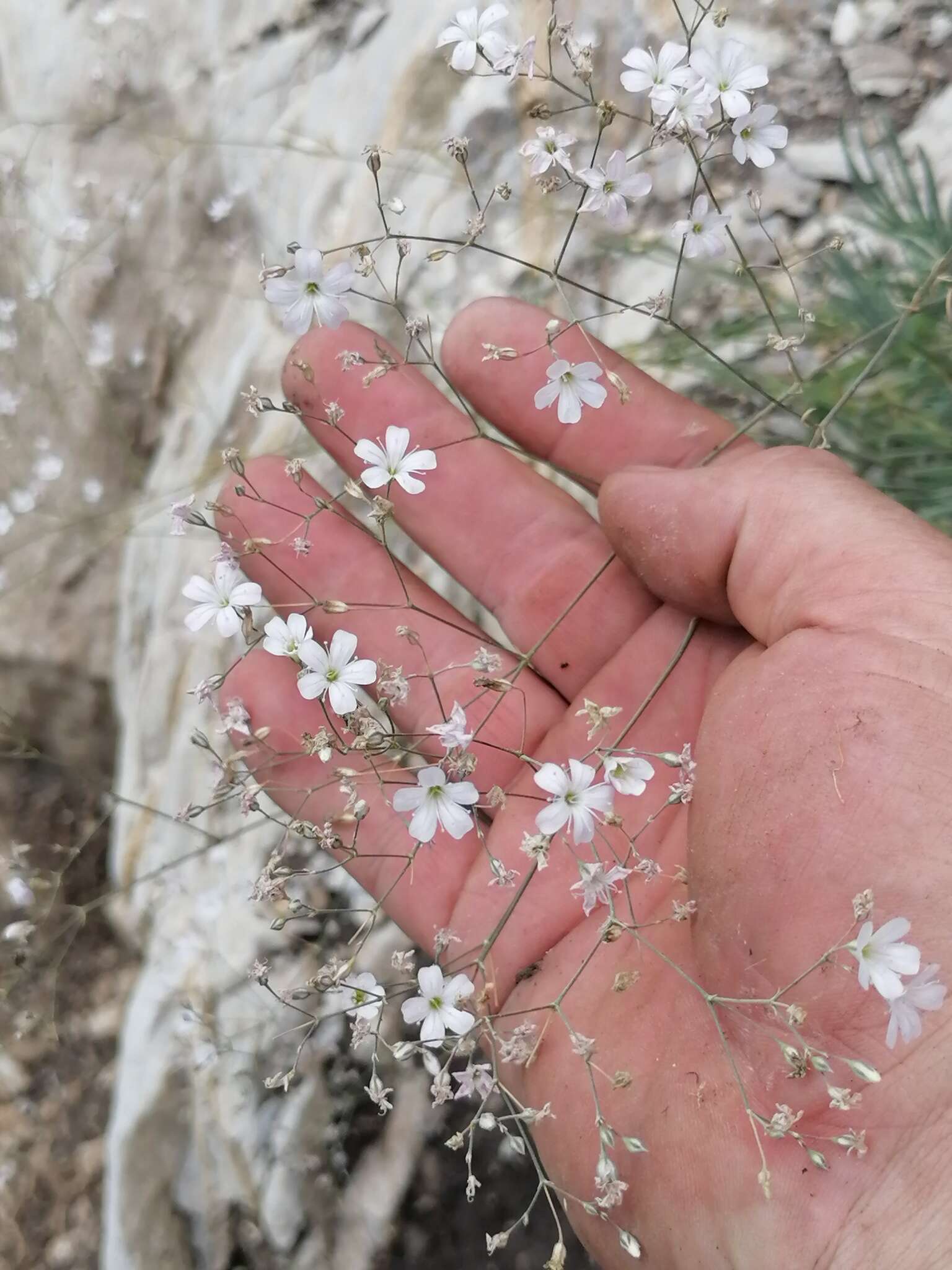 Image de Gypsophila patrinii Ser.