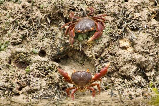 Image of rough redeye crab