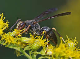 Image of Northern Paper Wasp