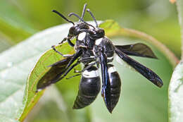 Image of Four-toothed Mason Wasp