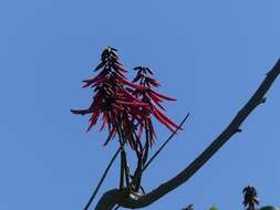 Image de Erythrina standleyana Krukoff