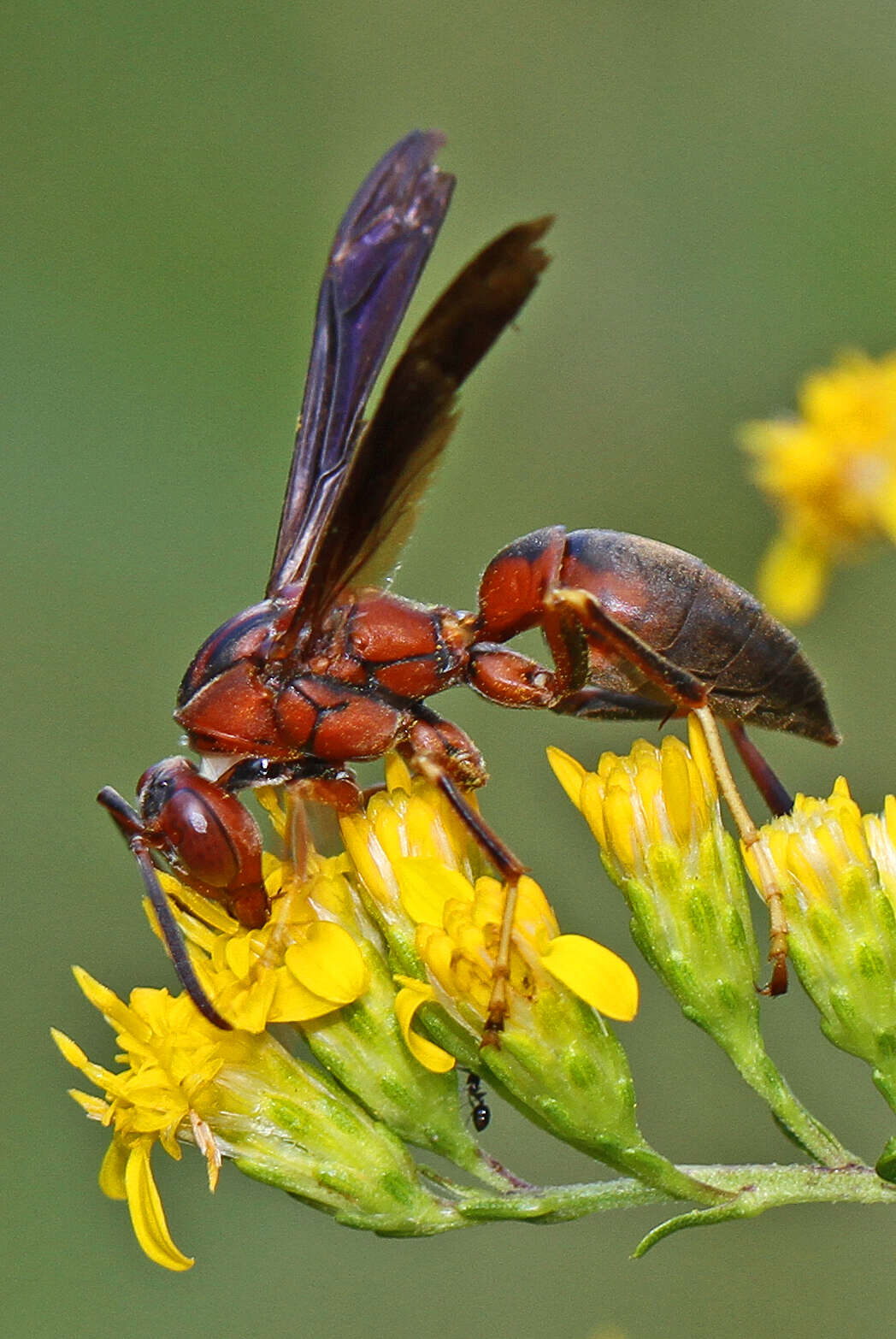 Image of Polistes metricus Say 1831