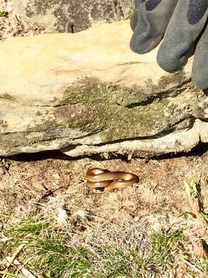 Image of Little Whip Snake