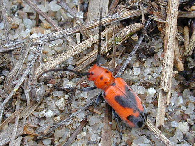 Image of Blackened Milkweed Beetle