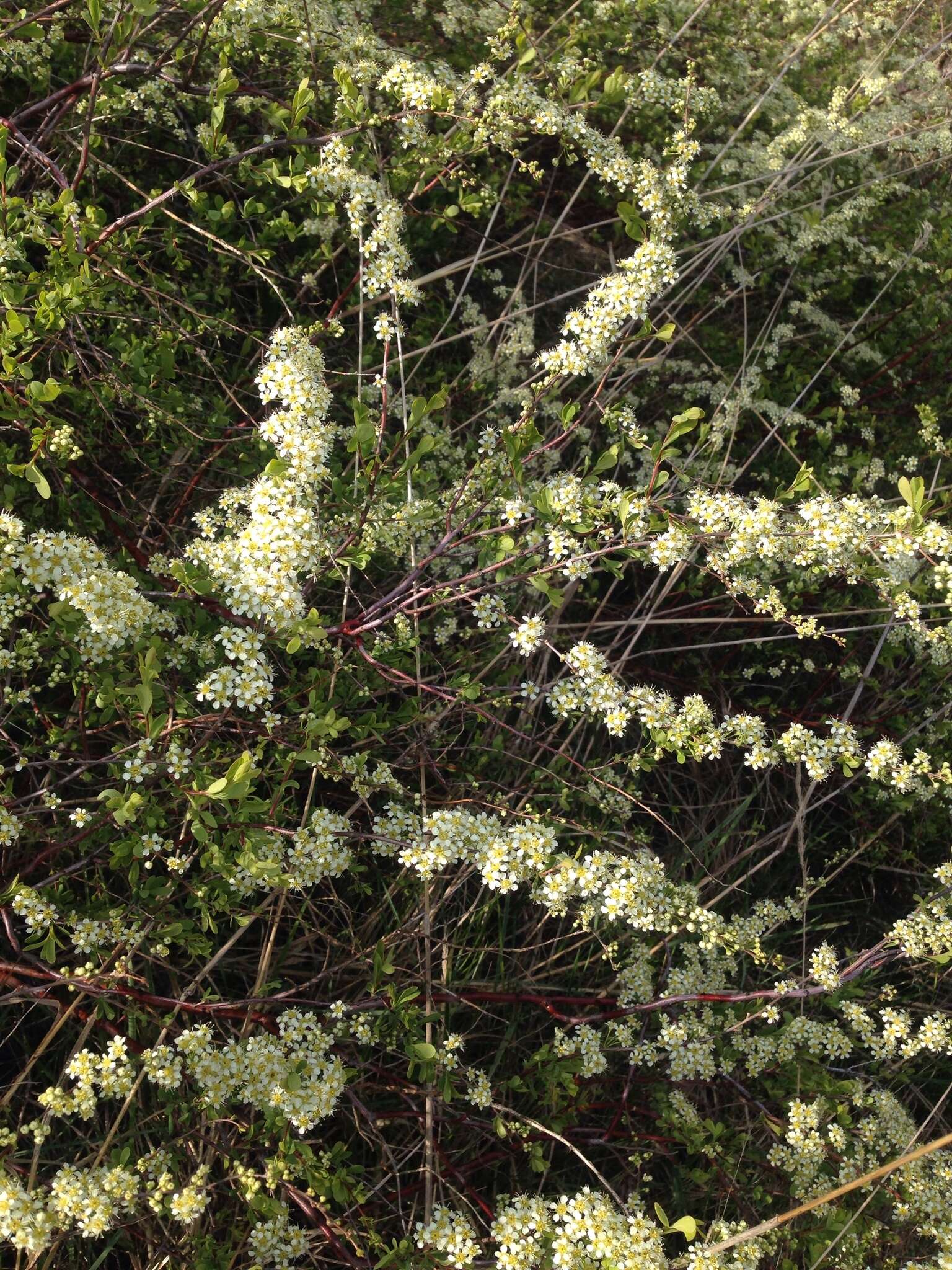 صورة Spiraea hypericifolia L.