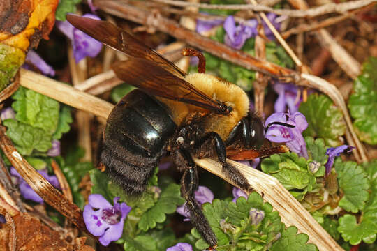 Imagem de Xylocopa virginica (Linnaeus 1771)