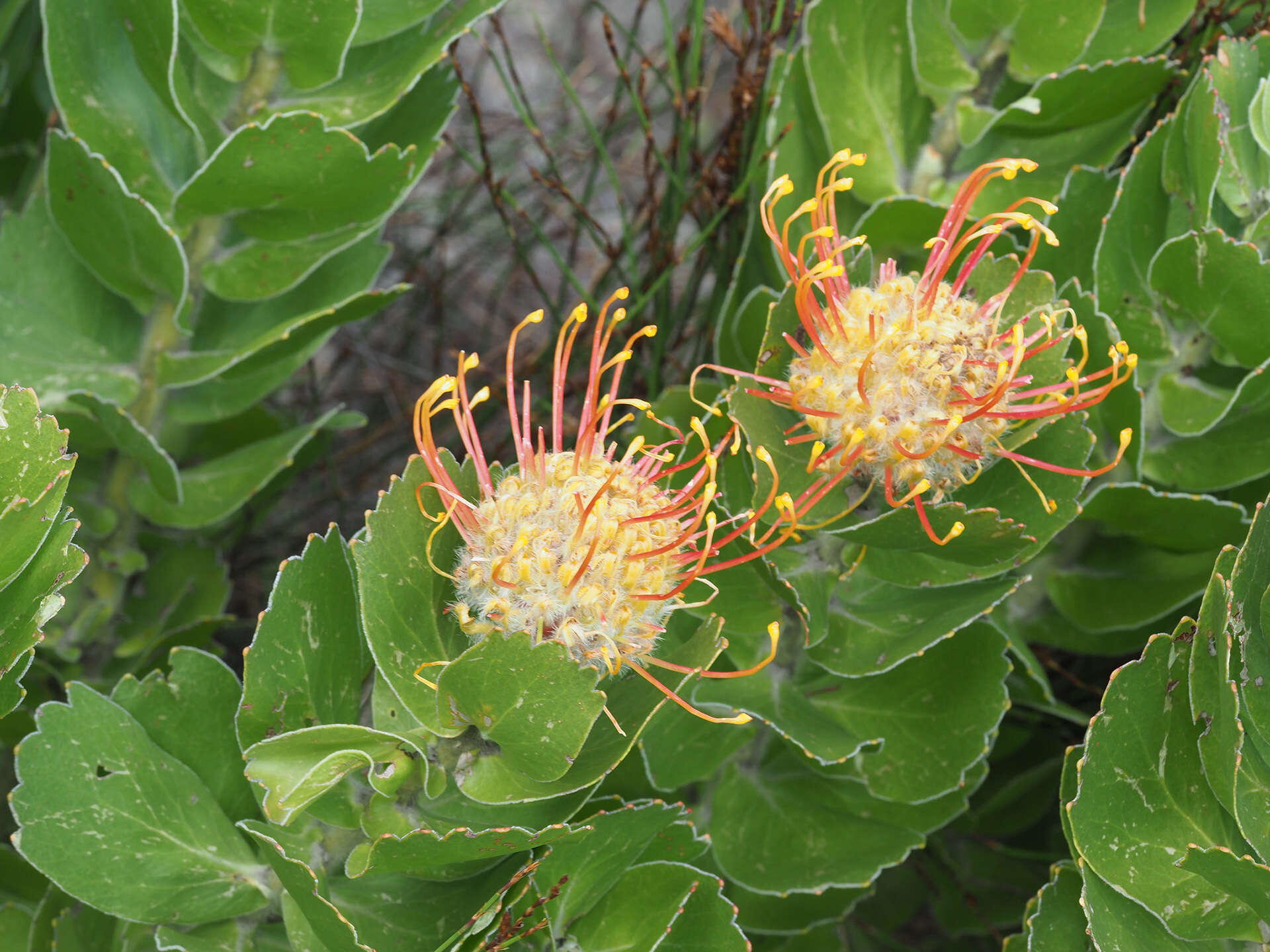 Image of Silveredge Pincushion