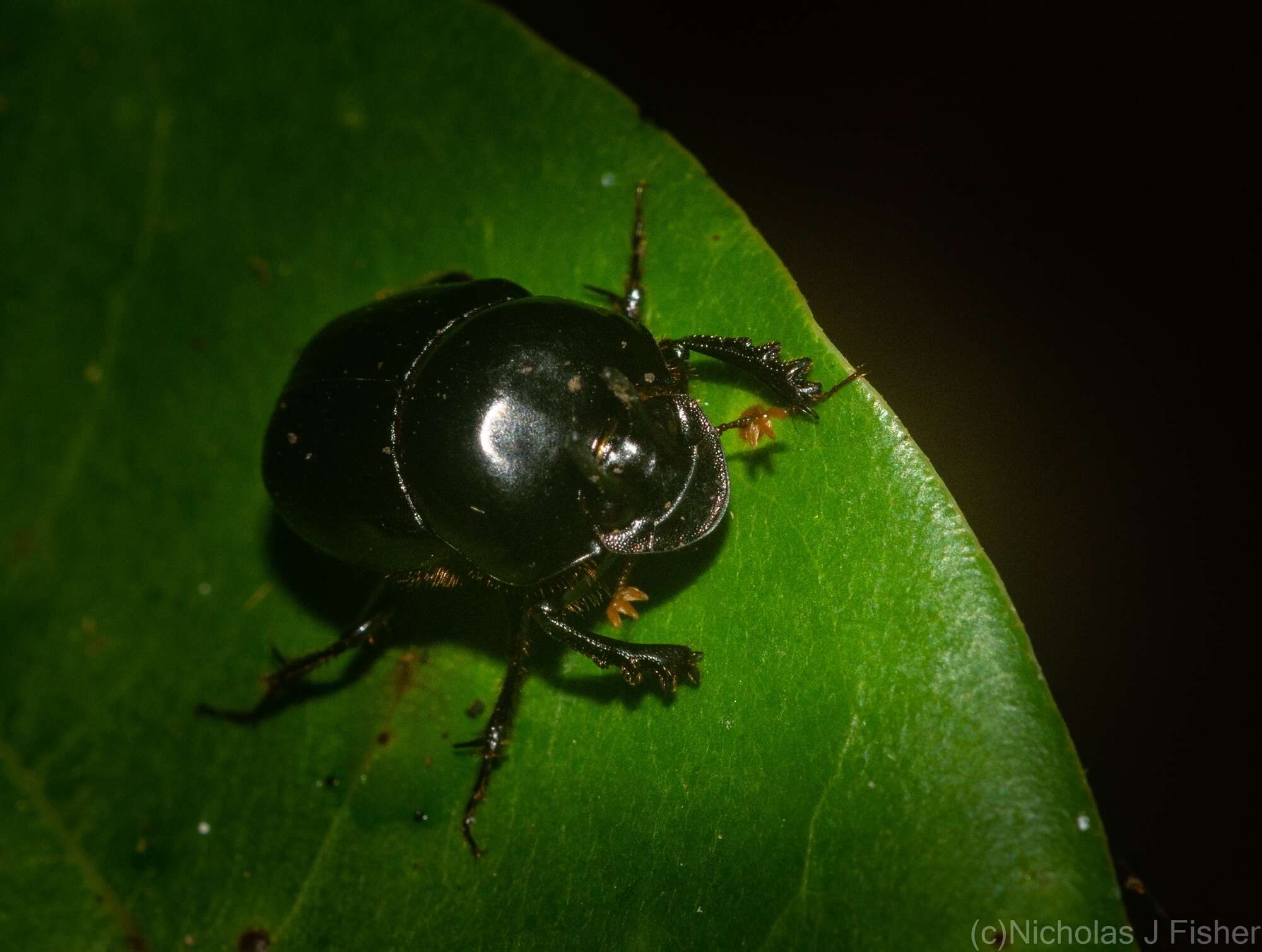 Image of Onthophagus neostenocerus Goidanich 1926