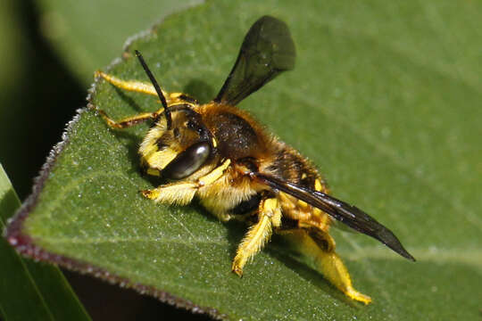 صورة Anthidium manicatum (Linnaeus 1758)