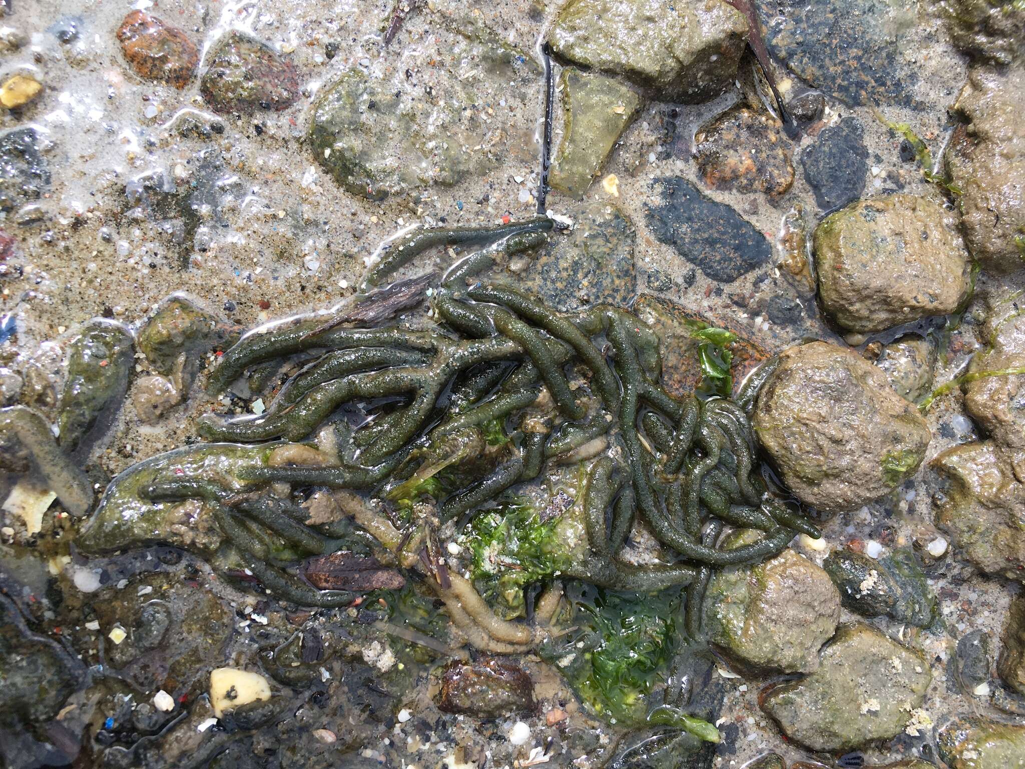 Image of dead man's fingers