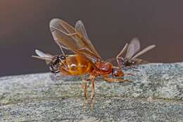 Image of False Honey Ant