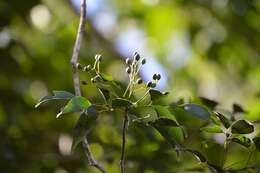 Image de Staphylea occidentalis subsp. occidentalis