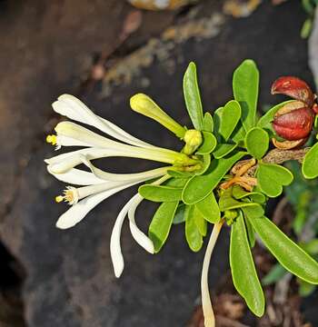 Image of Lesser honeysuckle tree