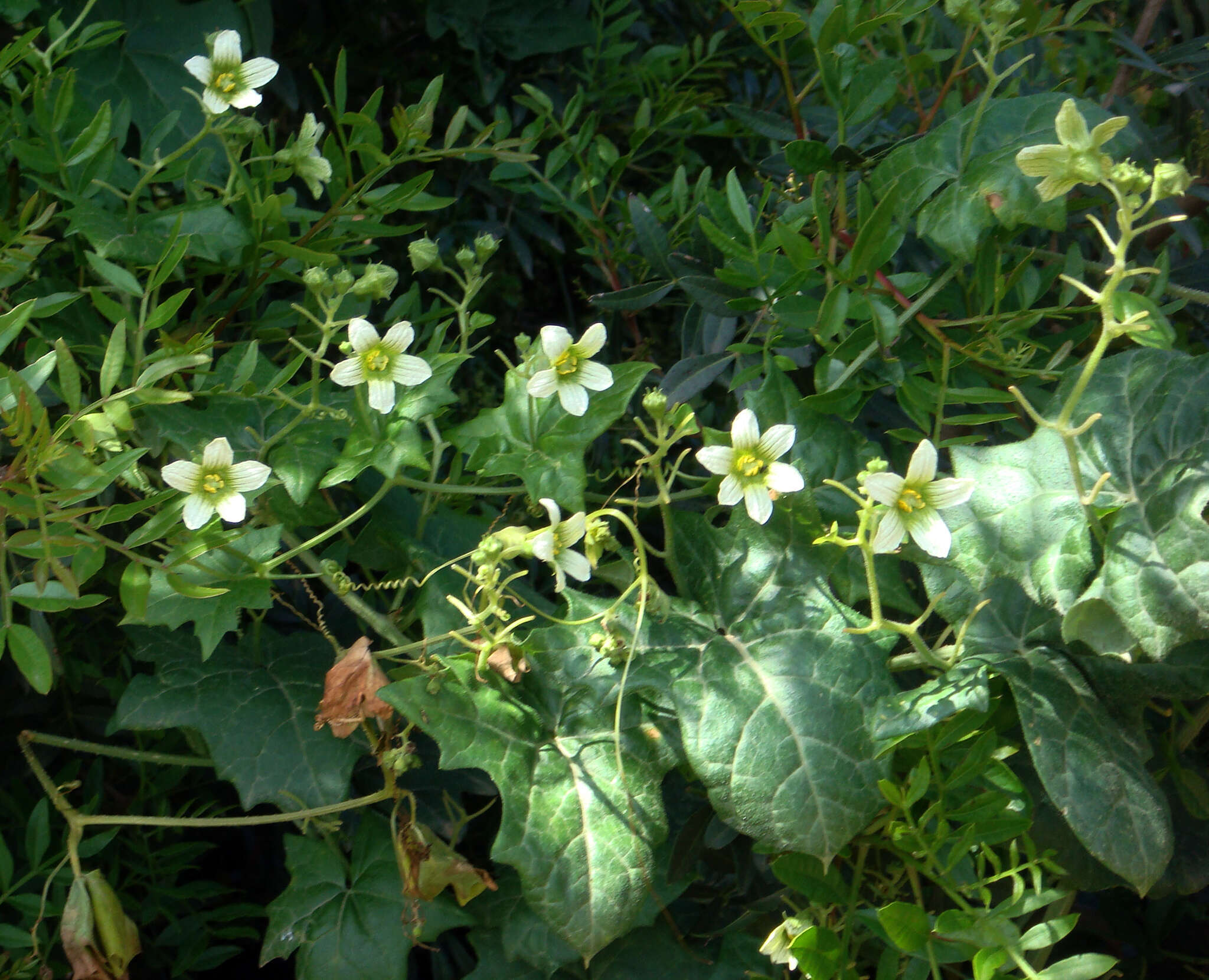 Image of Bryonia cretica subsp. marmorata (E. Petit) Jauzein