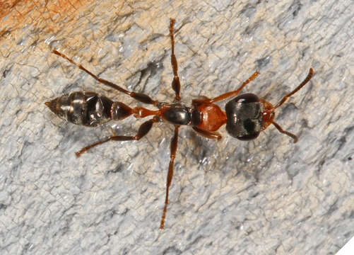 Sivun Pseudomyrmex gracilis (Fabricius 1804) kuva