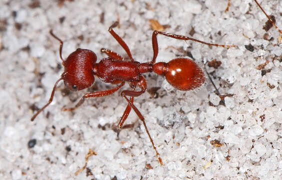 Image of Florida Harvester Ant