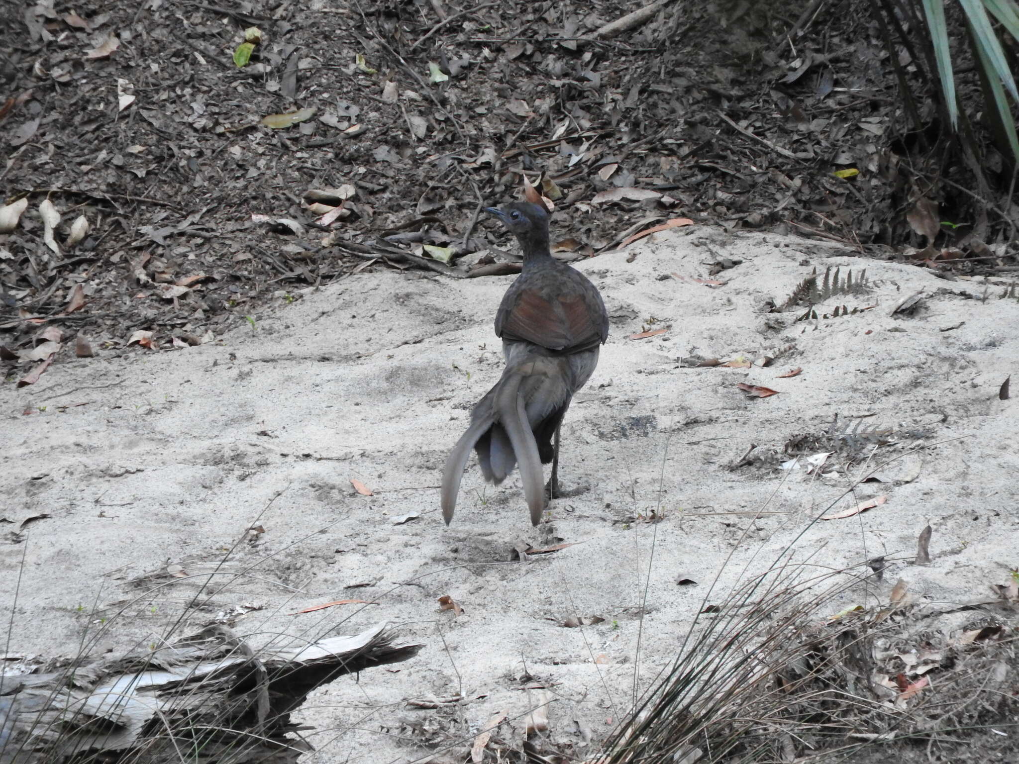 Image of lyrebirds