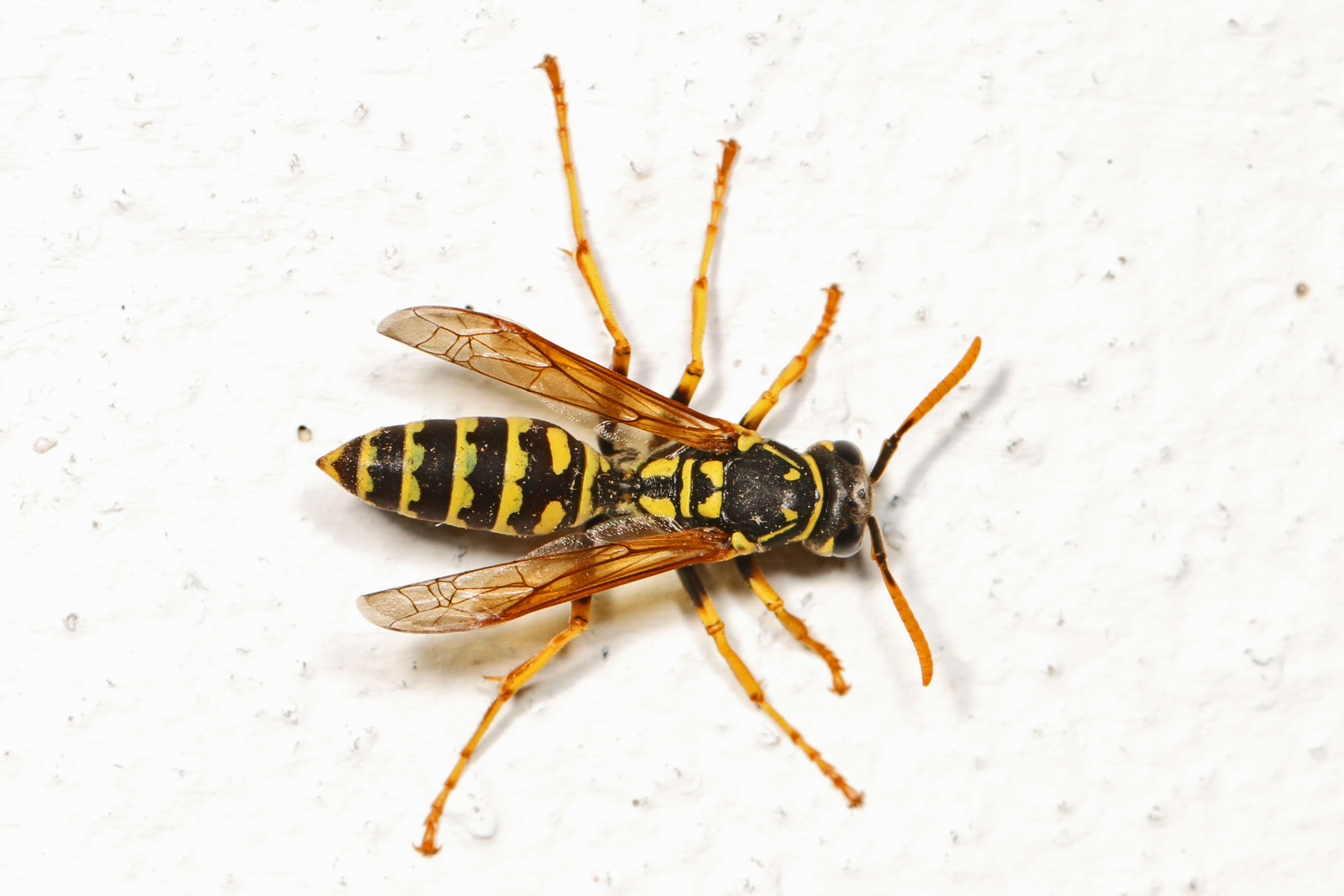 Plancia ëd Polistes dominula (Christ 1791)