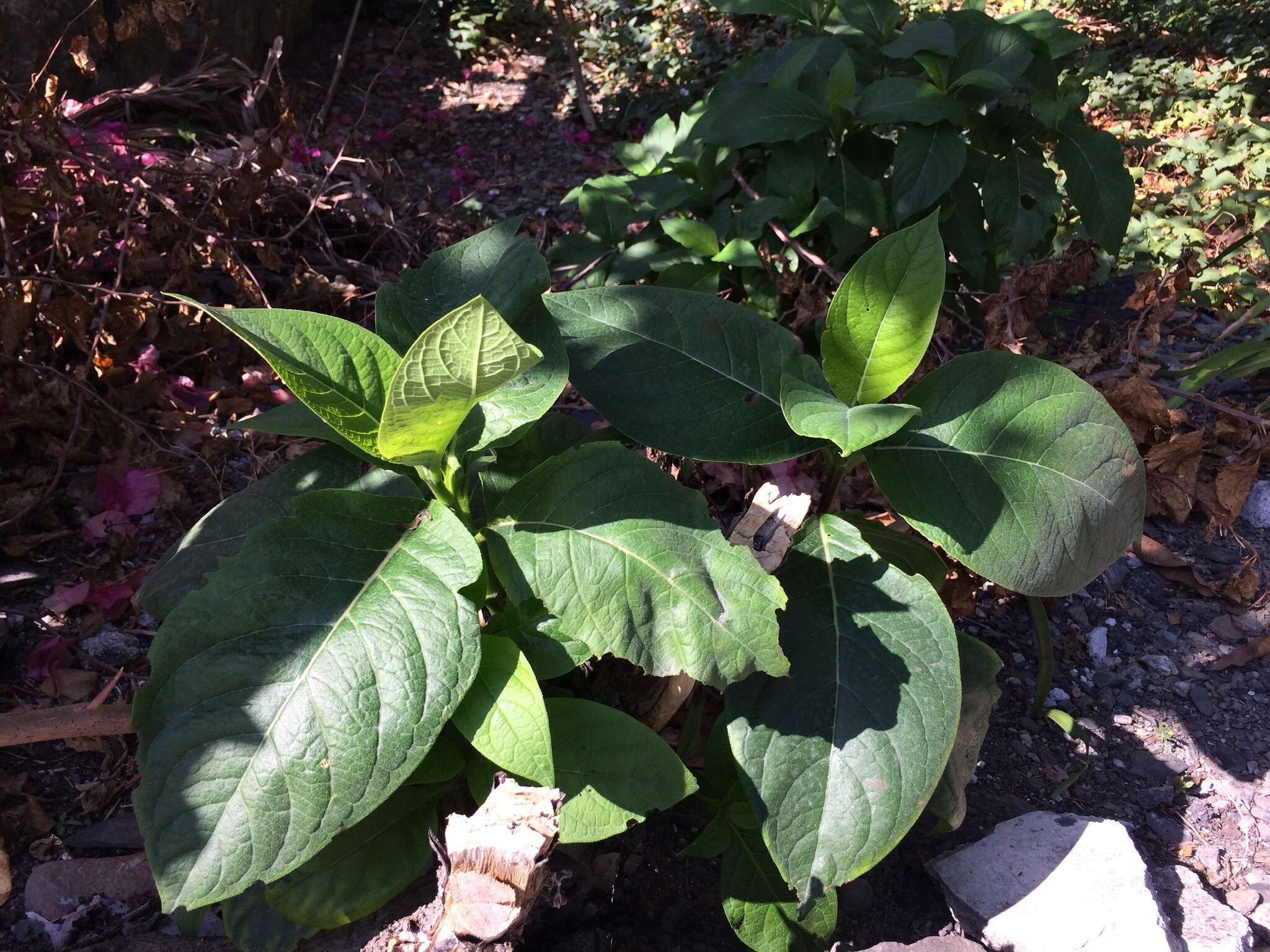 Image of Trichodesma calycosum Collett & Hemsl.