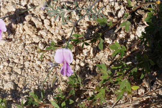 Image of Tephrosia palmeri S. Watson