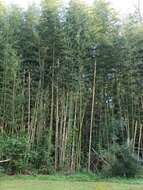 Plancia ëd Phyllostachys reticulata (Rupr.) K. Koch