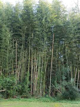 Image of Japanese timber bamboo