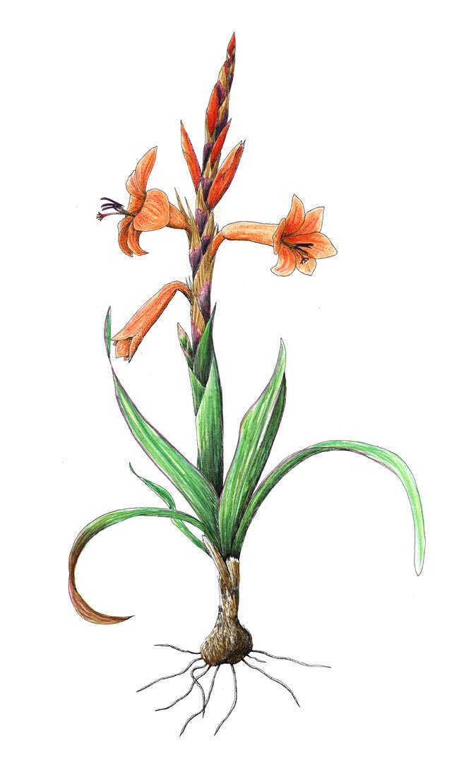 Image of Watsonia laccata (Jacq.) Ker Gawl.