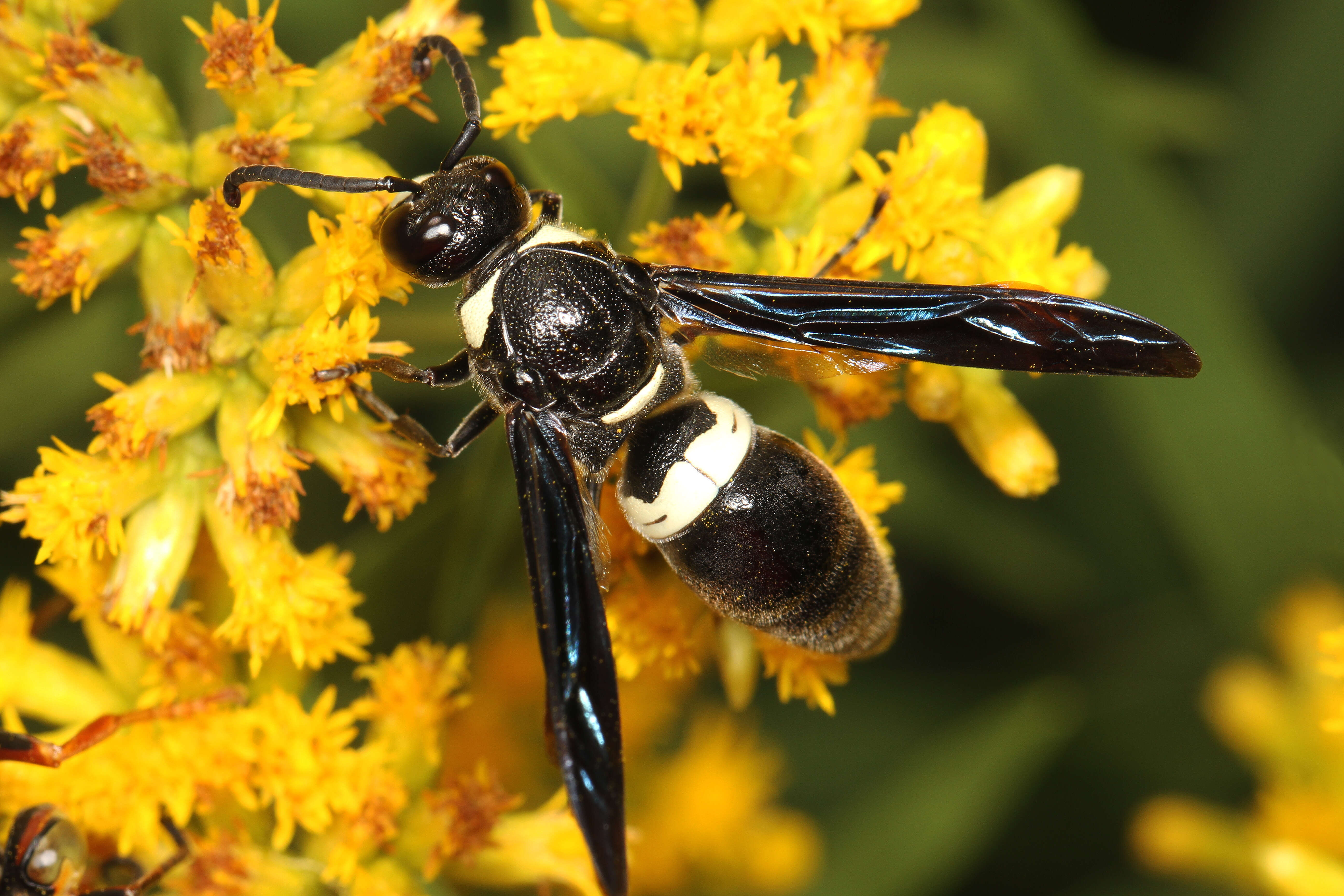 Image of Four-toothed Mason Wasp