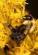 Image of Common Eastern Bumblebee