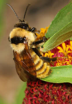 Image of Yellow Bumblebee