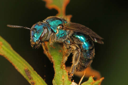 Image of Pure Green Augochlora