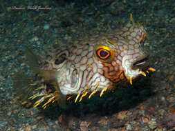 Image of Web Burrfish