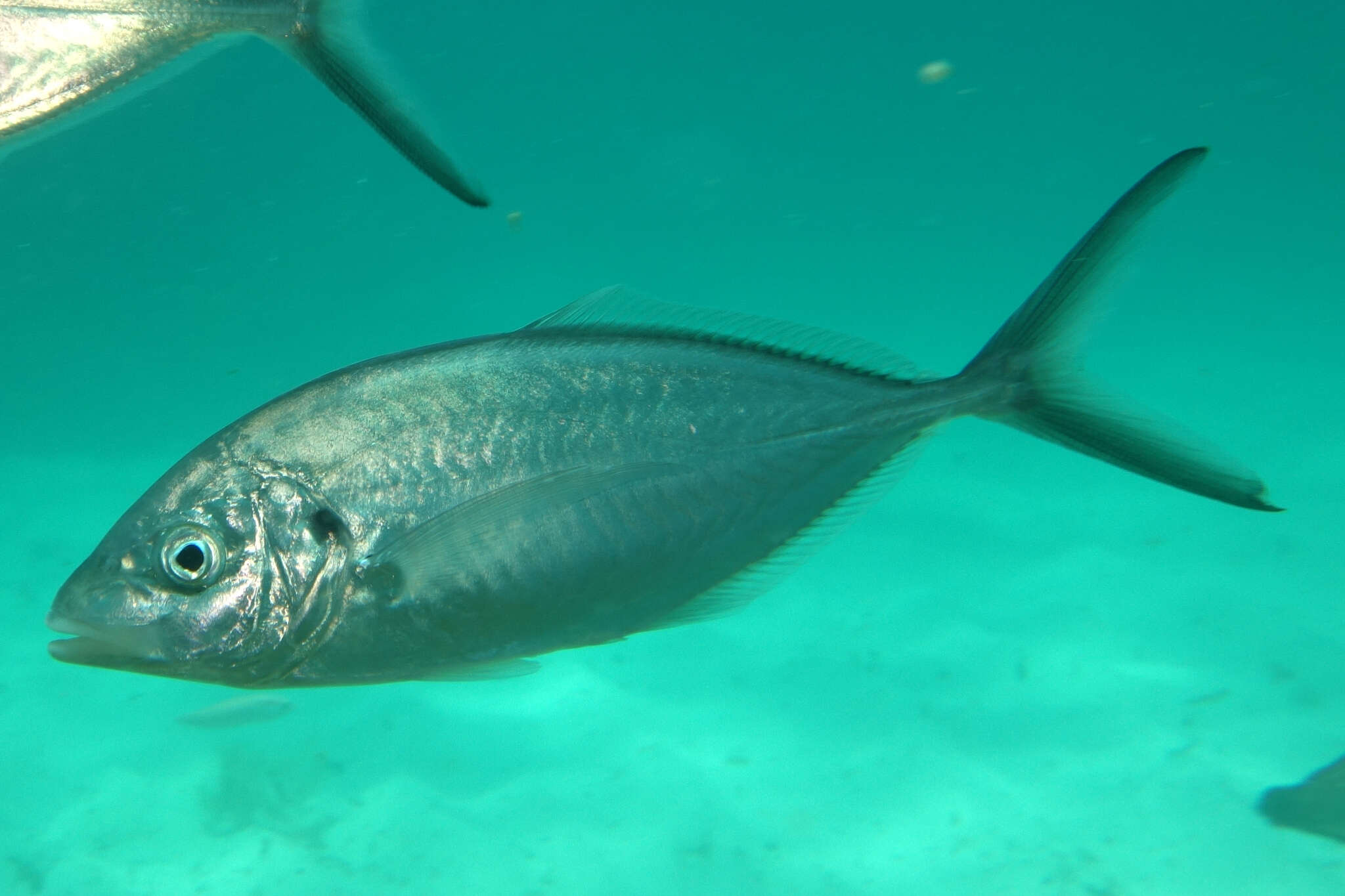 Image of Sand trevally