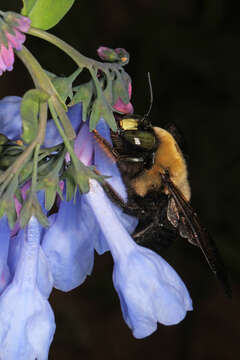 Imagem de Xylocopa virginica (Linnaeus 1771)