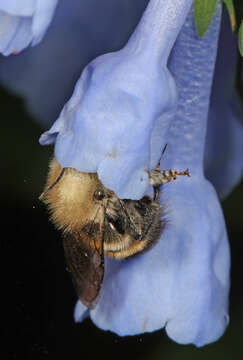 Mertensia virginica (L.) Pers. ex Link resmi