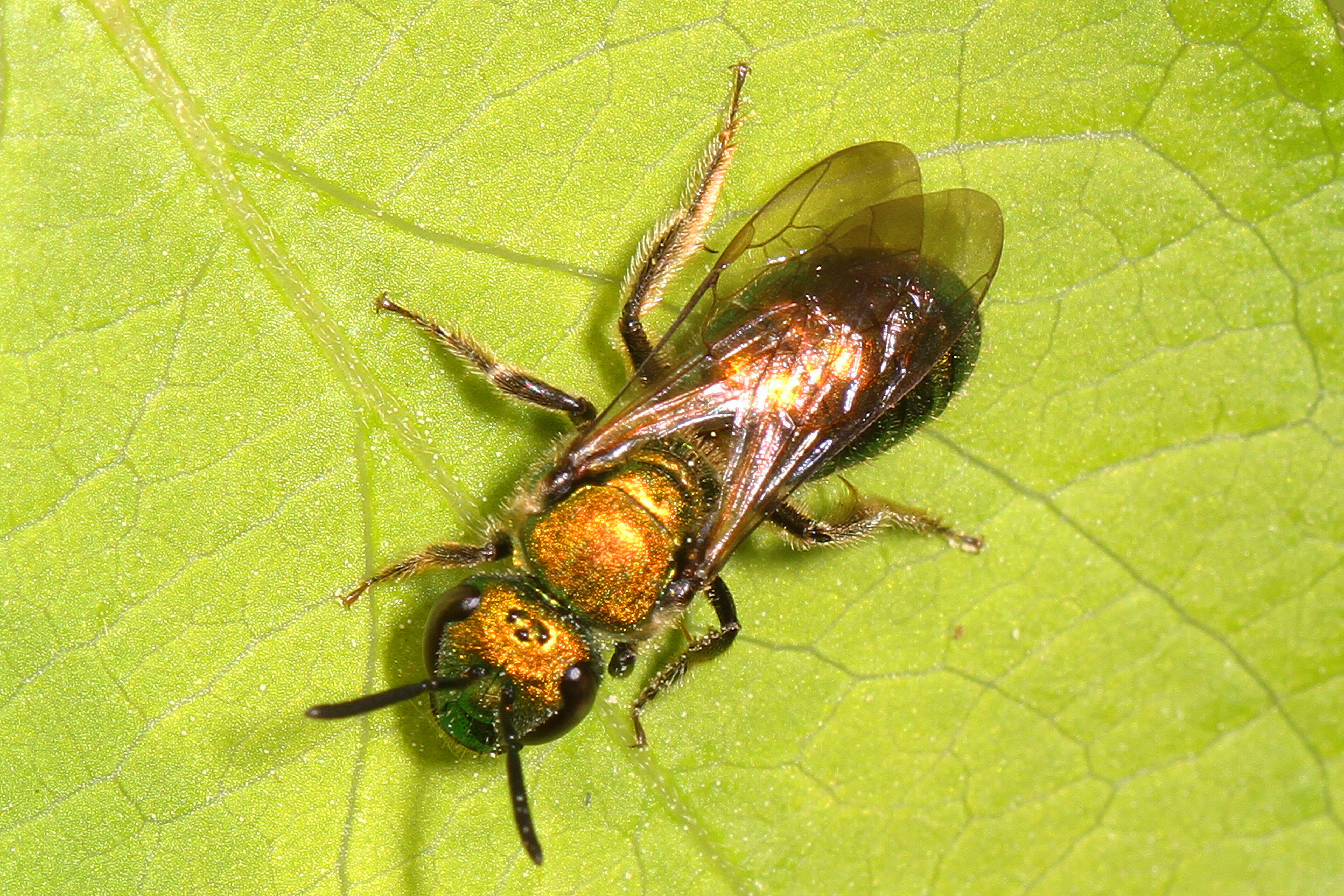 Image of Pure Green Augochlora