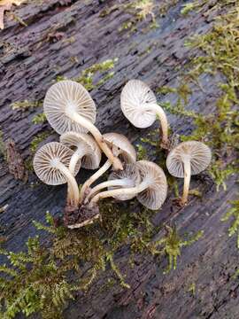 Image of Mycena overholtsii A. H. Sm. & Solheim 1953