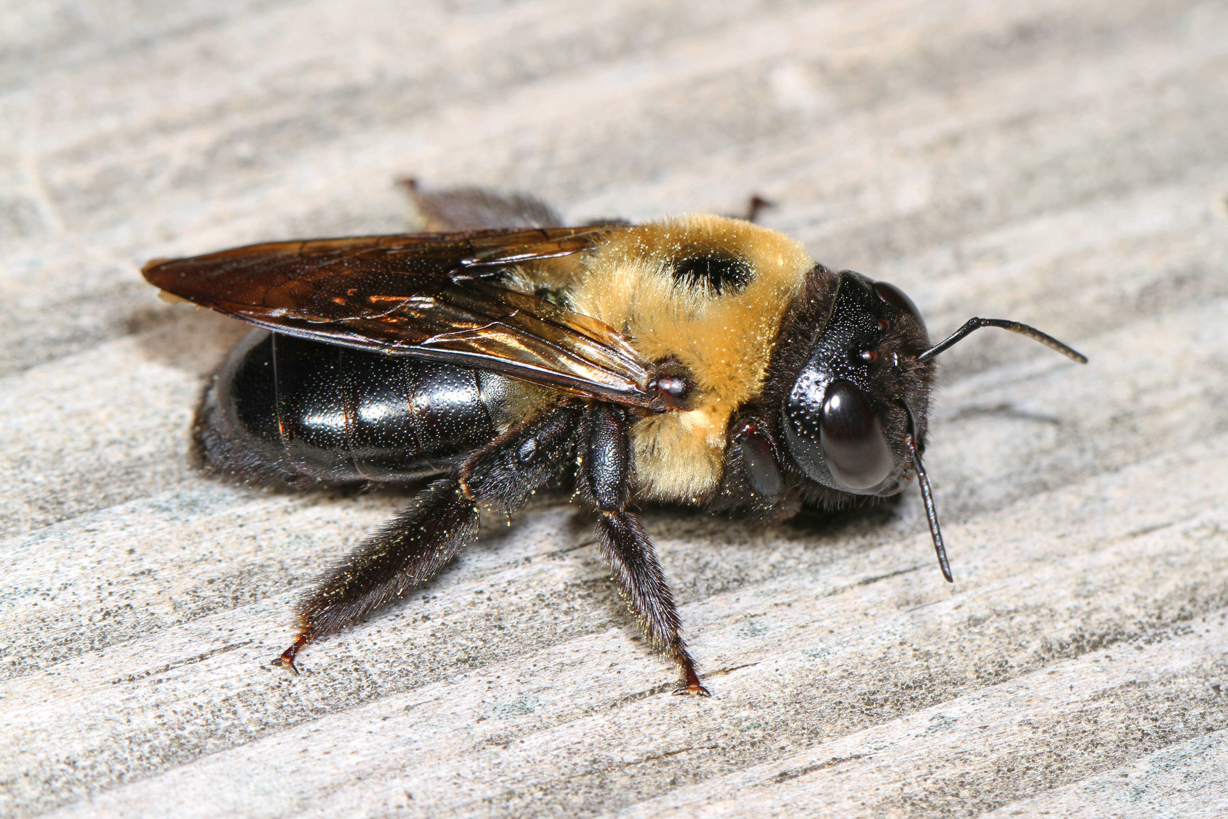 Imagem de Xylocopa virginica (Linnaeus 1771)