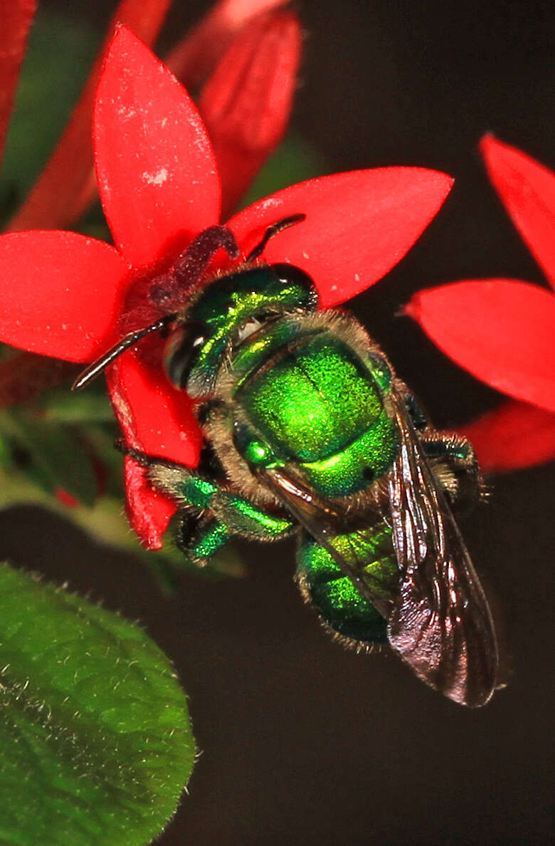 Image of Dilemma Orchid Bee