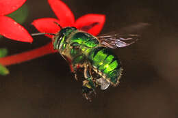 Image of Dilemma Orchid Bee