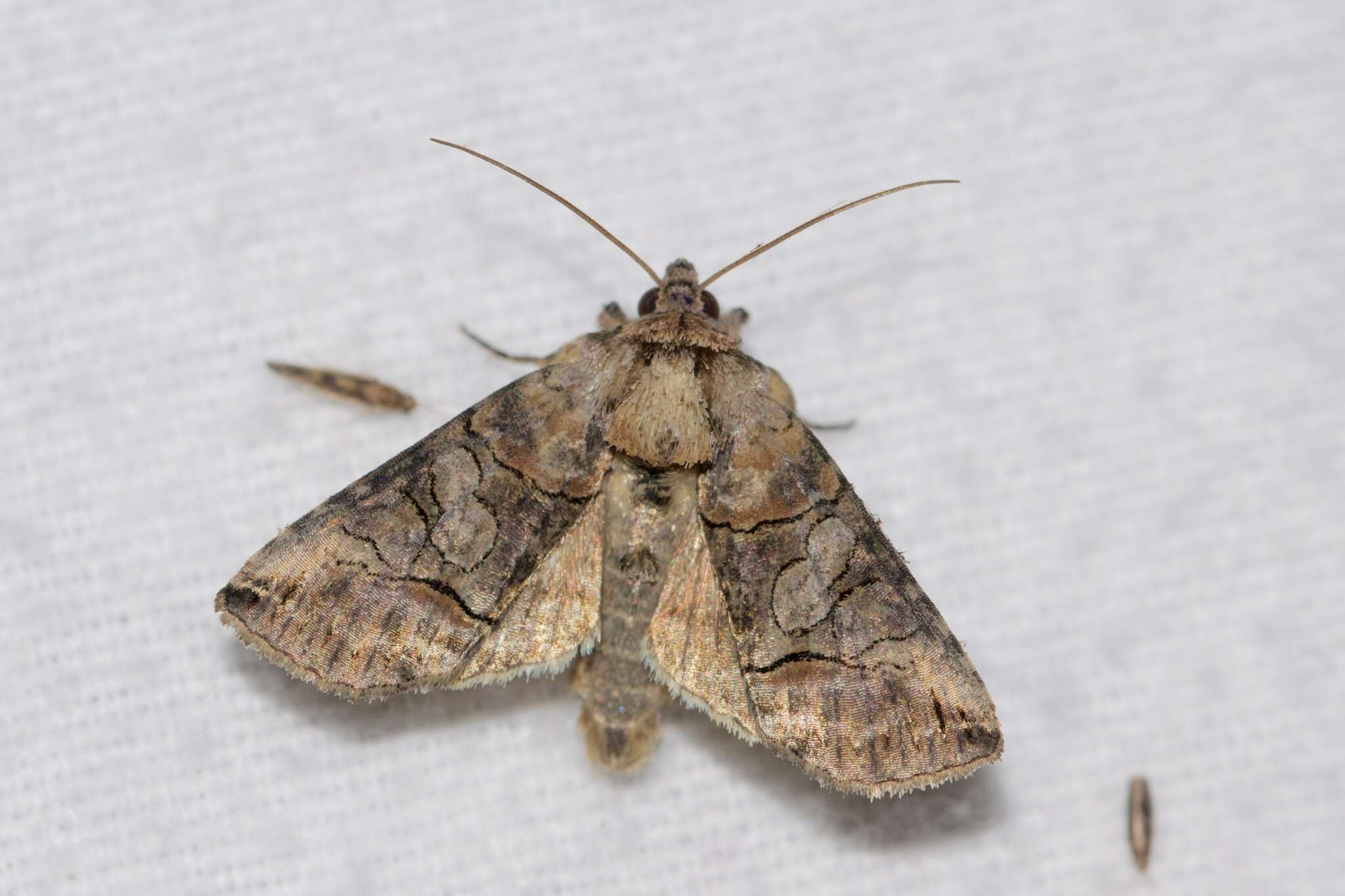 Image of Spectacled Nettle Moth